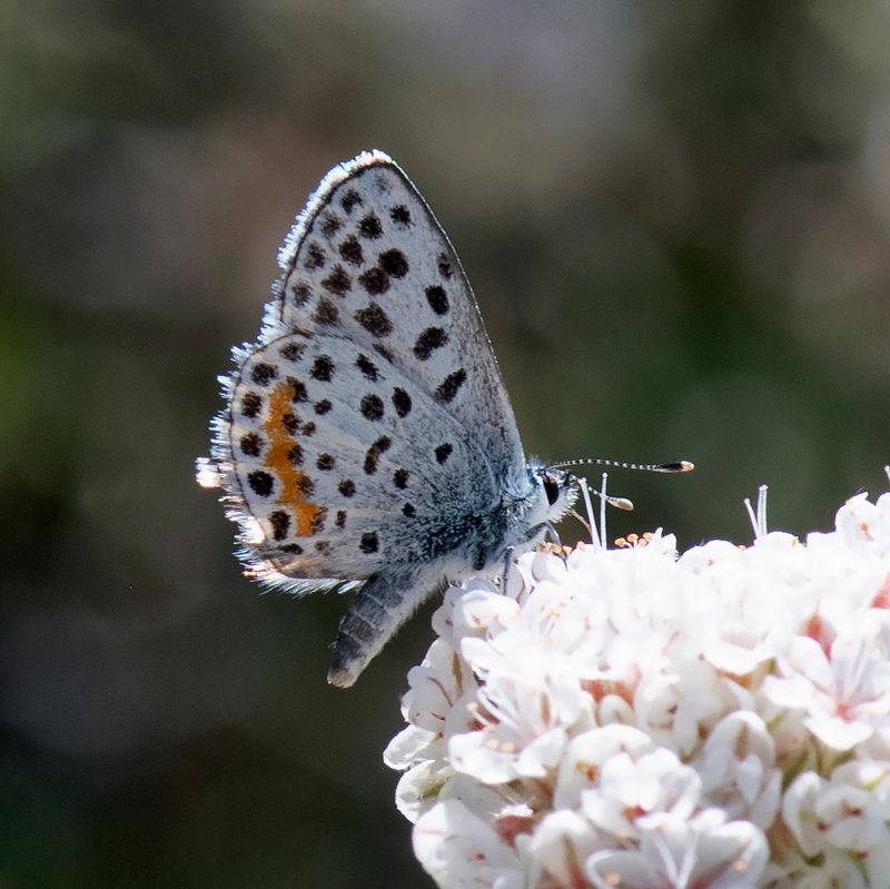California Buckwheat Feeds A Range Of Insects California Buckwheat Feeds A Range Of Insects