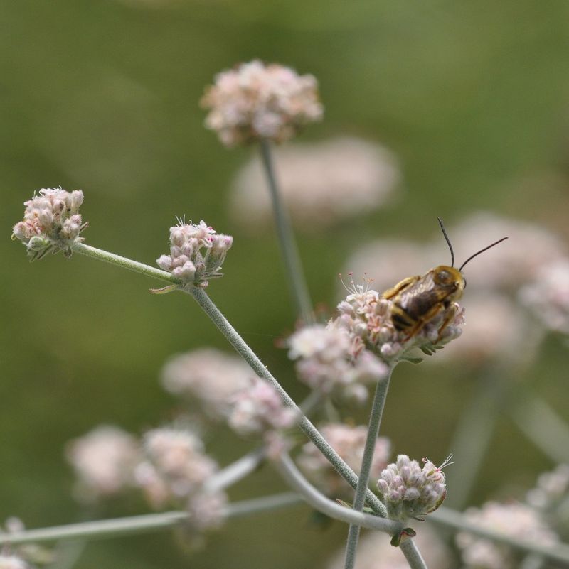 California Buckwheat Feeds A Range Of Insects