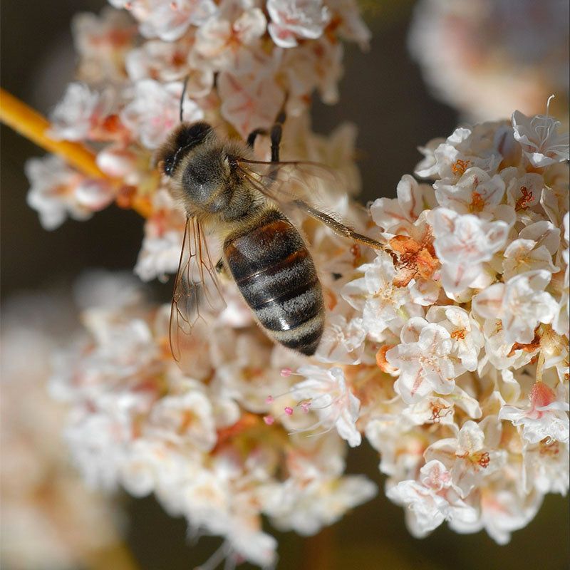 California Buckwheat Feeds Native Insects California Buckwheat Feeds Native Insects