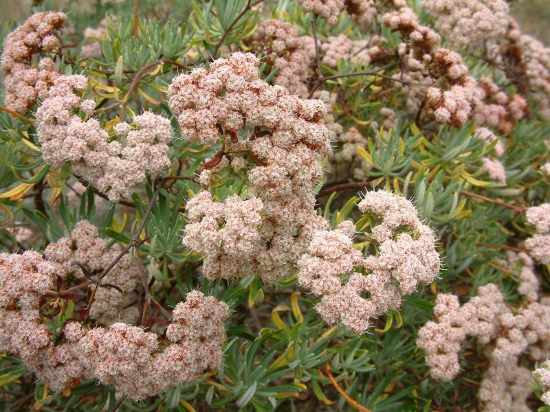 California Buckwheat Shifts Into Rusty Tones California Buckwheat Shifts Into Rusty Tones