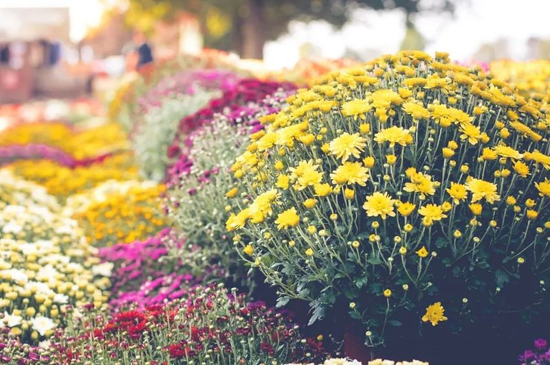 California Climates Reduce Winter Damage California Climates Reduce Winter Damage