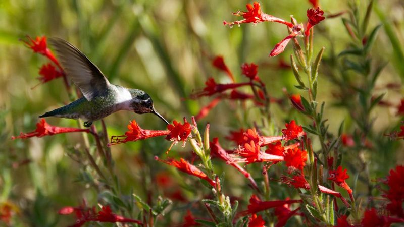 California Fuchsia Can Use A Light Boost
