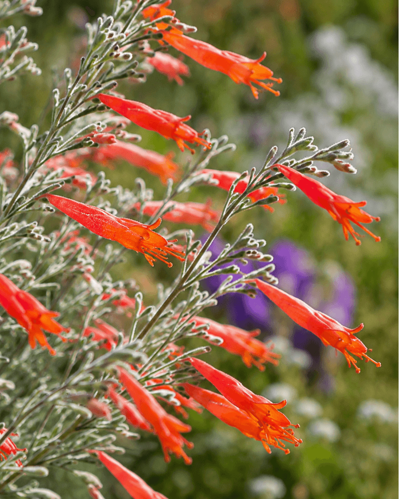 California Fuchsia Feeds Late Season Hummingbirds