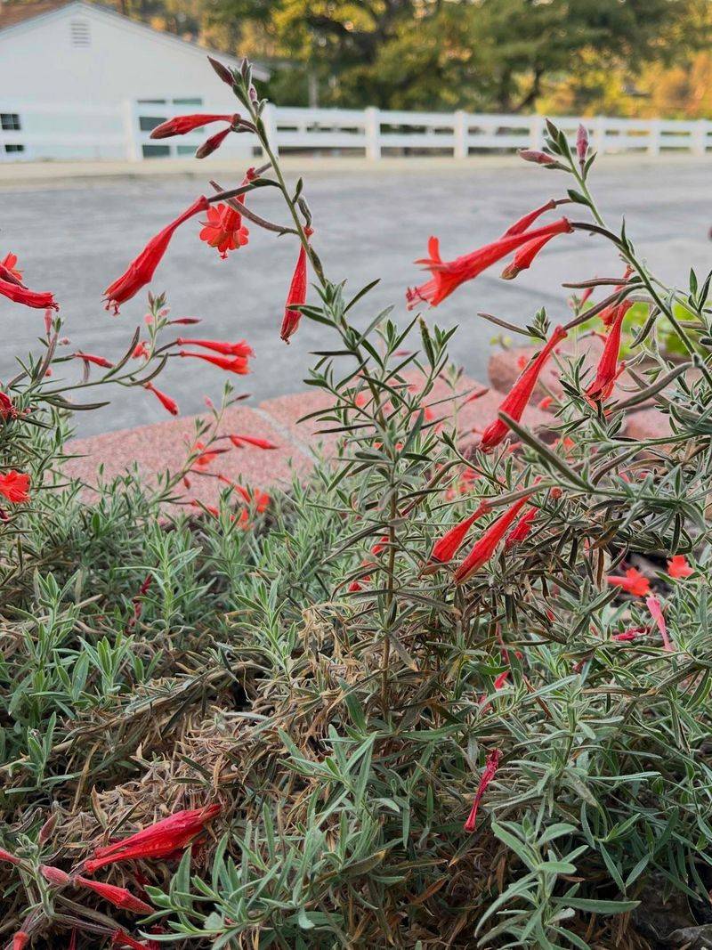 California Fuchsia Feeds Them Naturally