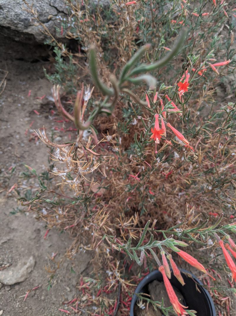 California Fuchsia Peaks Right On Schedule California Fuchsia Peaks Right On Schedule