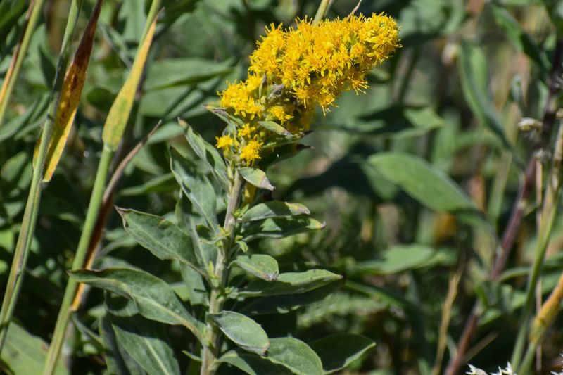 California Goldenrod Extends The Nectar Season California Goldenrod Extends The Nectar Season