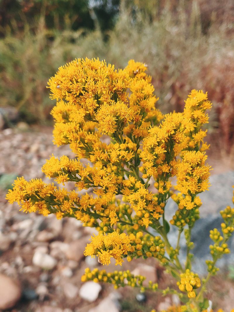 California Goldenrod Extends The Nectar Season