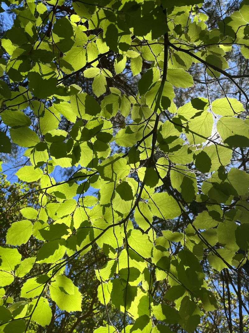 California Hazelnut Establishes Better Before Dry Weather Returns
