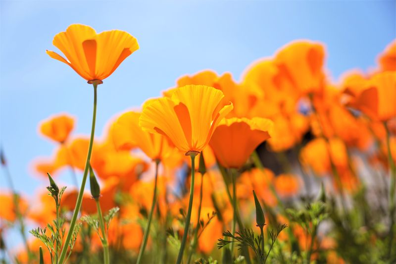 California Poppies For Silky Orange Cups