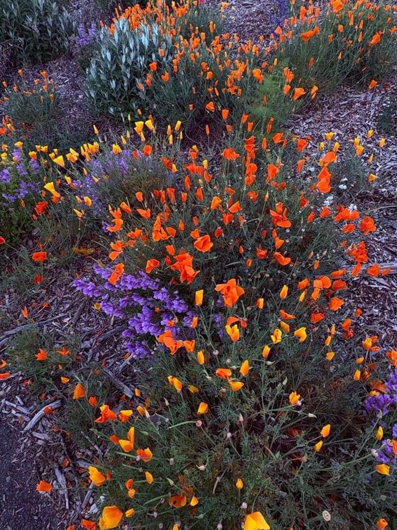 California Poppies Pair With Purple Penstemon