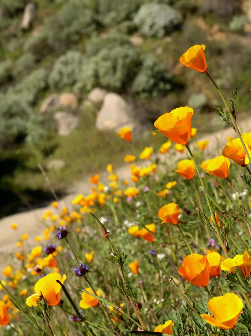 California Poppy For Instant Golden Color