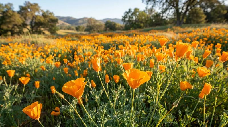California Poppy Keeps Reseeding Through Winter California Poppy Keeps Reseeding Through Winter