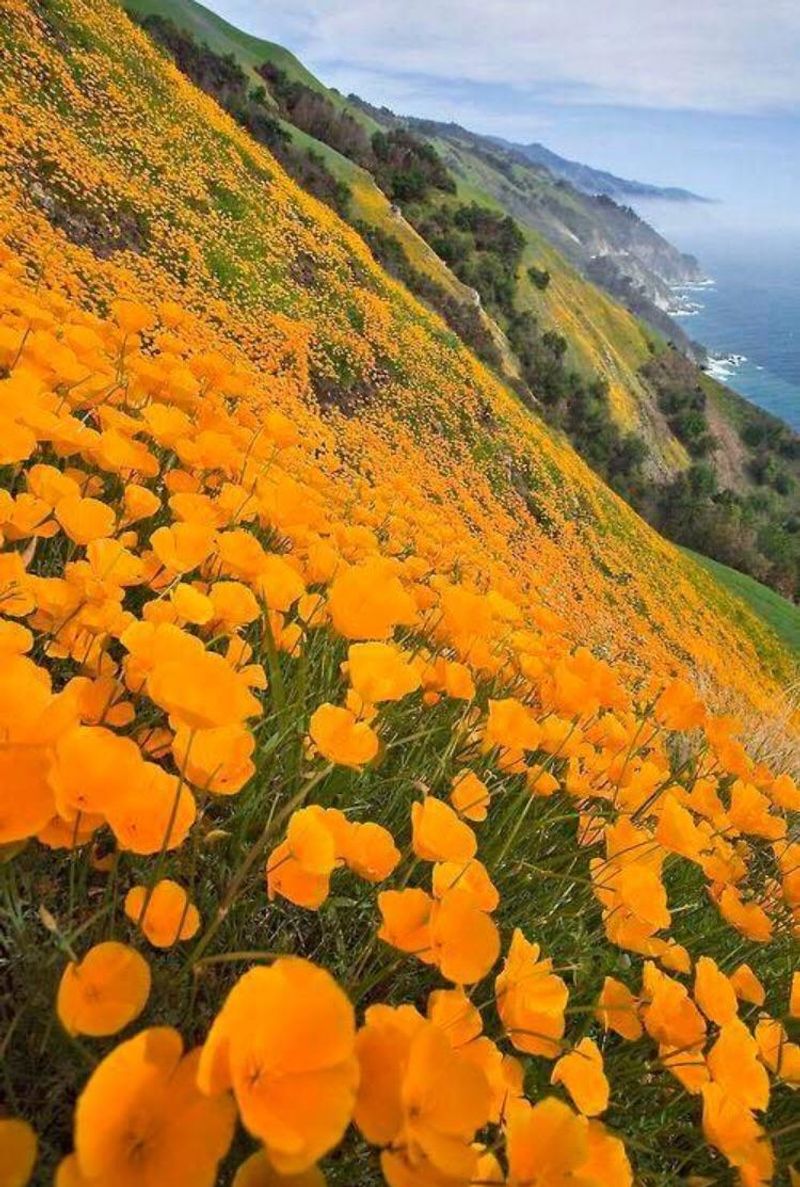 California Poppy Needs This Exact Timing