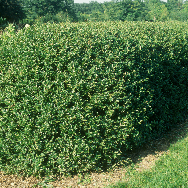 California Privet Builds A Hedge Faster Than You Think