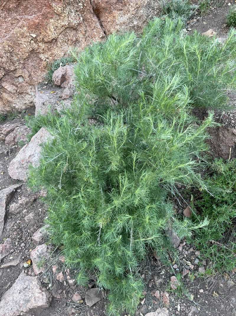 California Sagebrush Adapts Quickly This Season California Sagebrush Adapts Quickly This Season