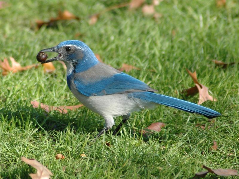 California Scrub-Jays Appreciate Acorns And Other Food