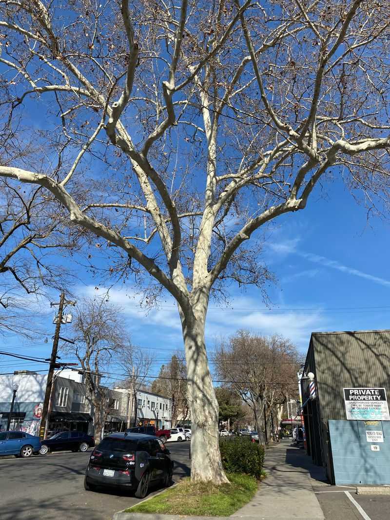 California Sycamore