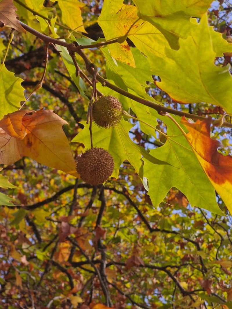 California Sycamore Seeds Ride The Wind California Sycamore Seeds Ride The Wind