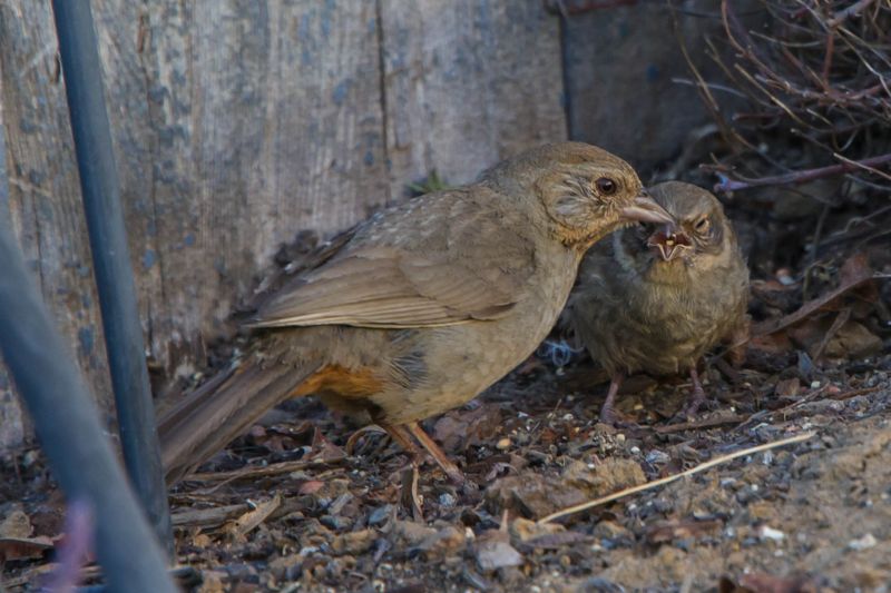 California Towhees Show Up Where Ground Food Is Available