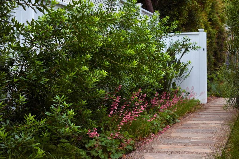 California Wax Myrtle Can Establish Before The Next Heat Wave
