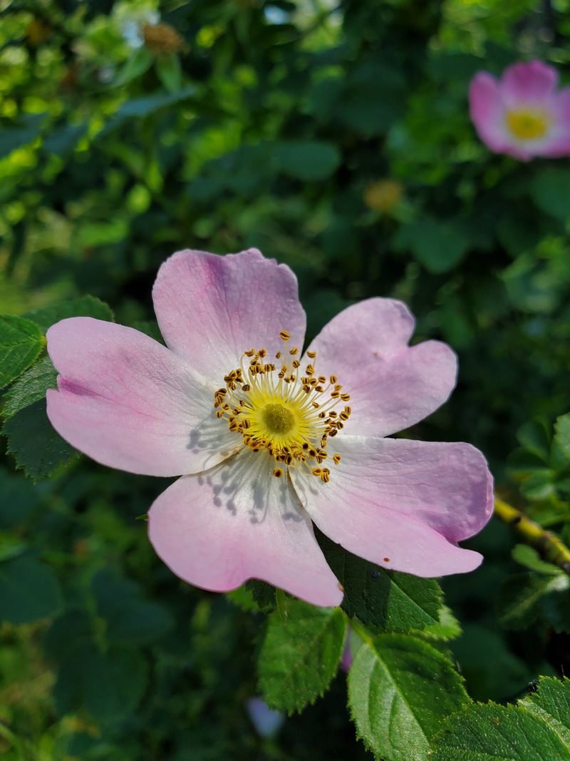 California Wild Rose Offers Fall Hips California Wild Rose Offers Fall Hips