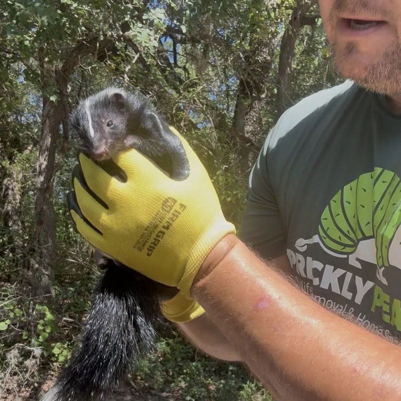 Call A Licensed Wildlife Pro When Needed Call A Licensed Wildlife Pro When Needed