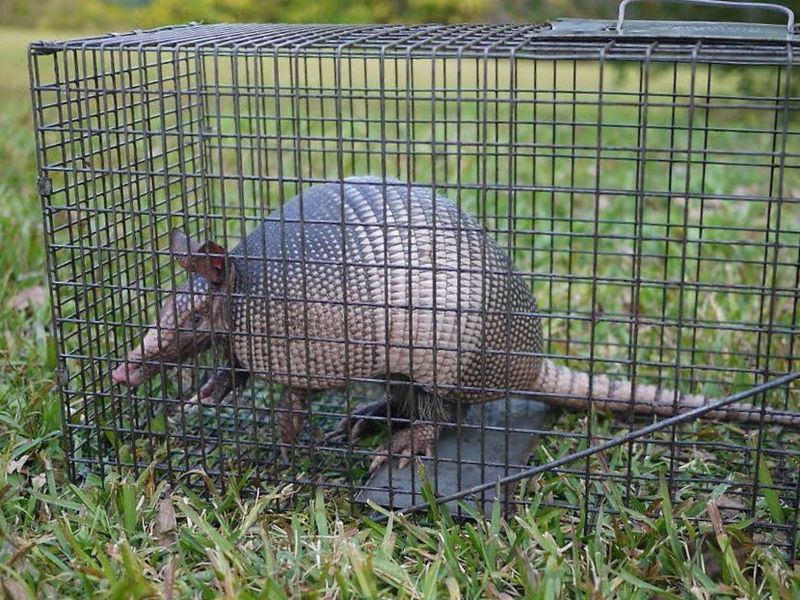 Call A Professional Wildlife Expert For Help Call A Professional Wildlife Expert For Help