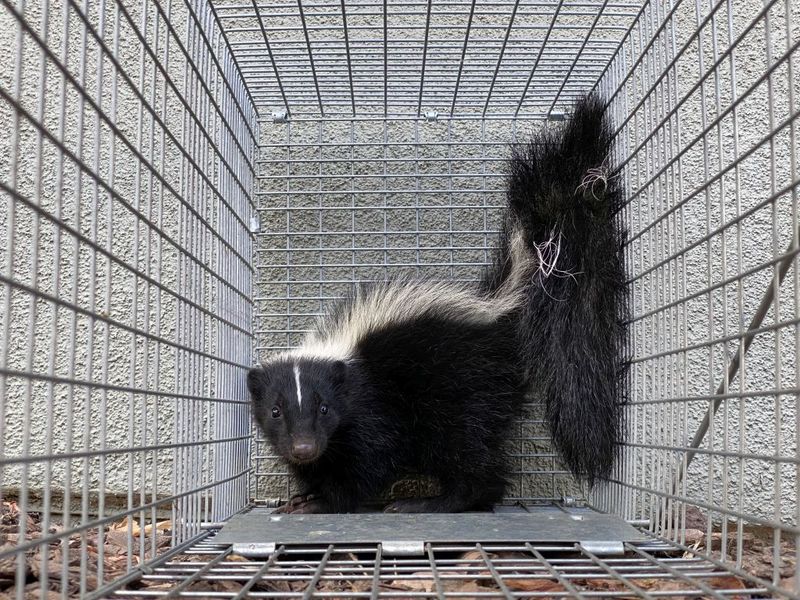 Call A Wildlife Professional If They Won't Leave Call A Wildlife Professional If They Won't Leave