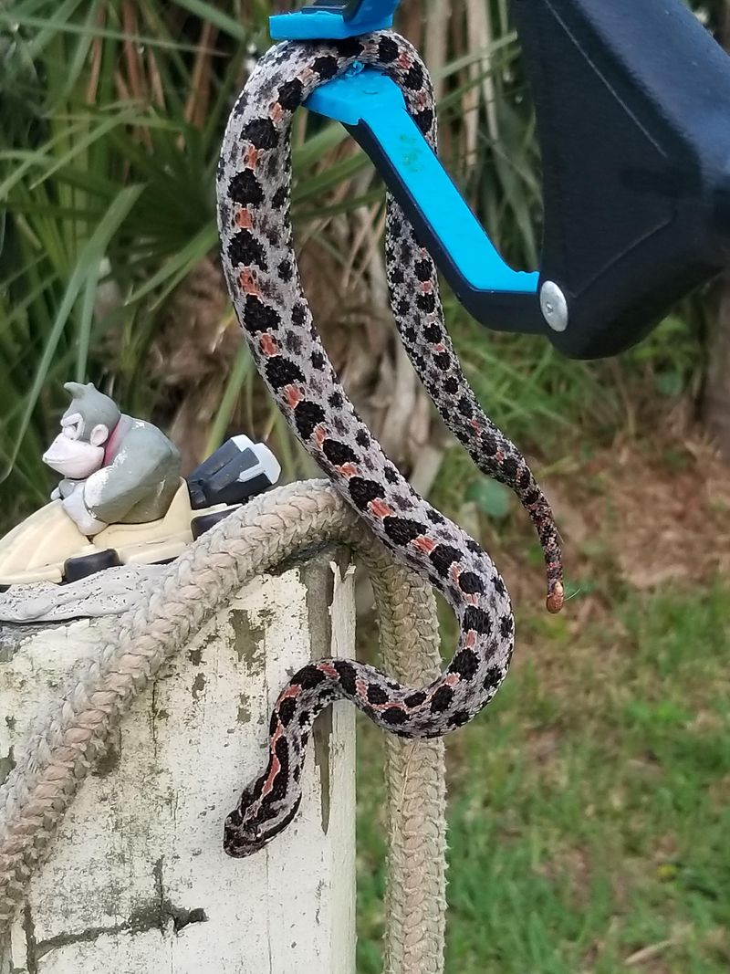 Call A Wildlife Professional When Removal Is Necessary