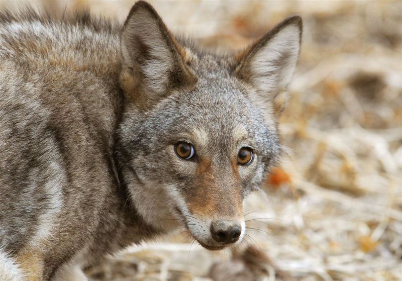 Call The Pennsylvania Game Commission For Expert Help