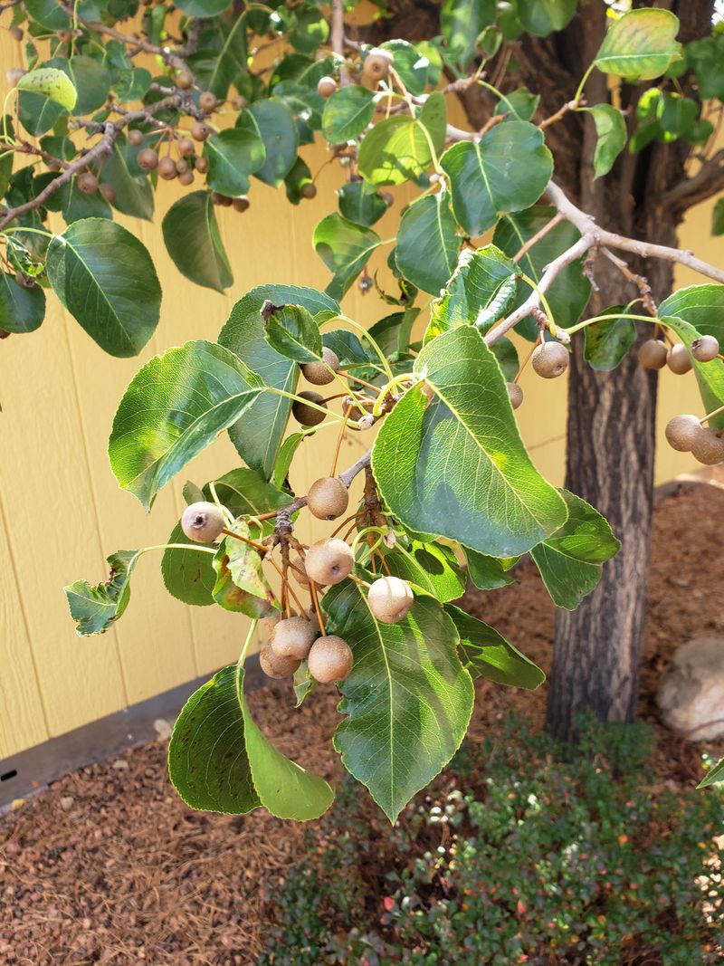 Callery Pear