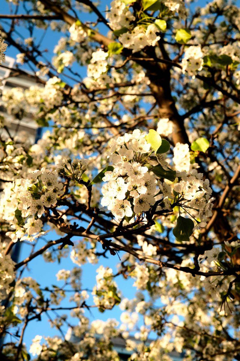 Callery Pear Blooms Beautifully With A Fertile Twist