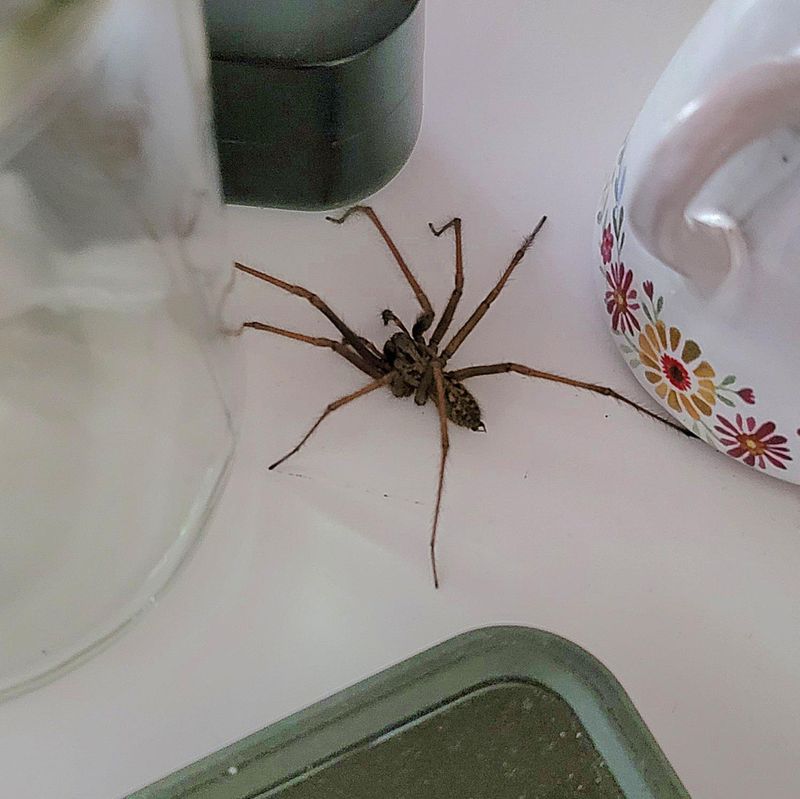 Calm Removal And Relocation At Home