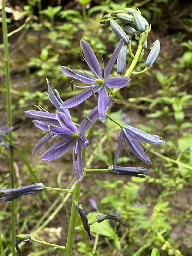 Camas Adds Spring Color To A Native Meadow Mix