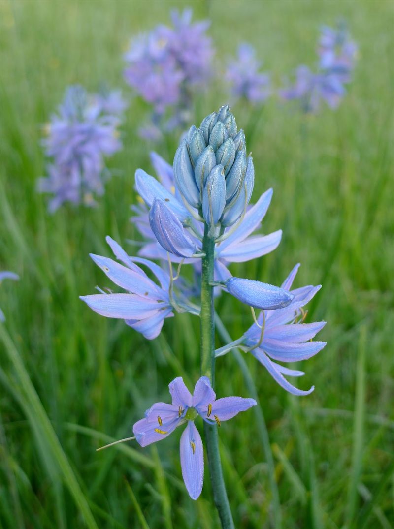 Camas Bulbs Camas Bulbs