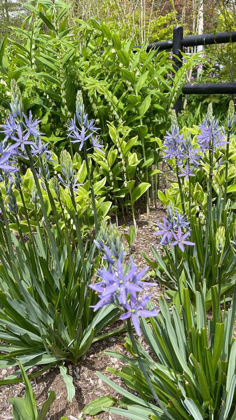 Camassia Offers Tall Spikes Of Flowers In Late Spring Camassia Offers Tall Spikes Of Flowers In Late Spring