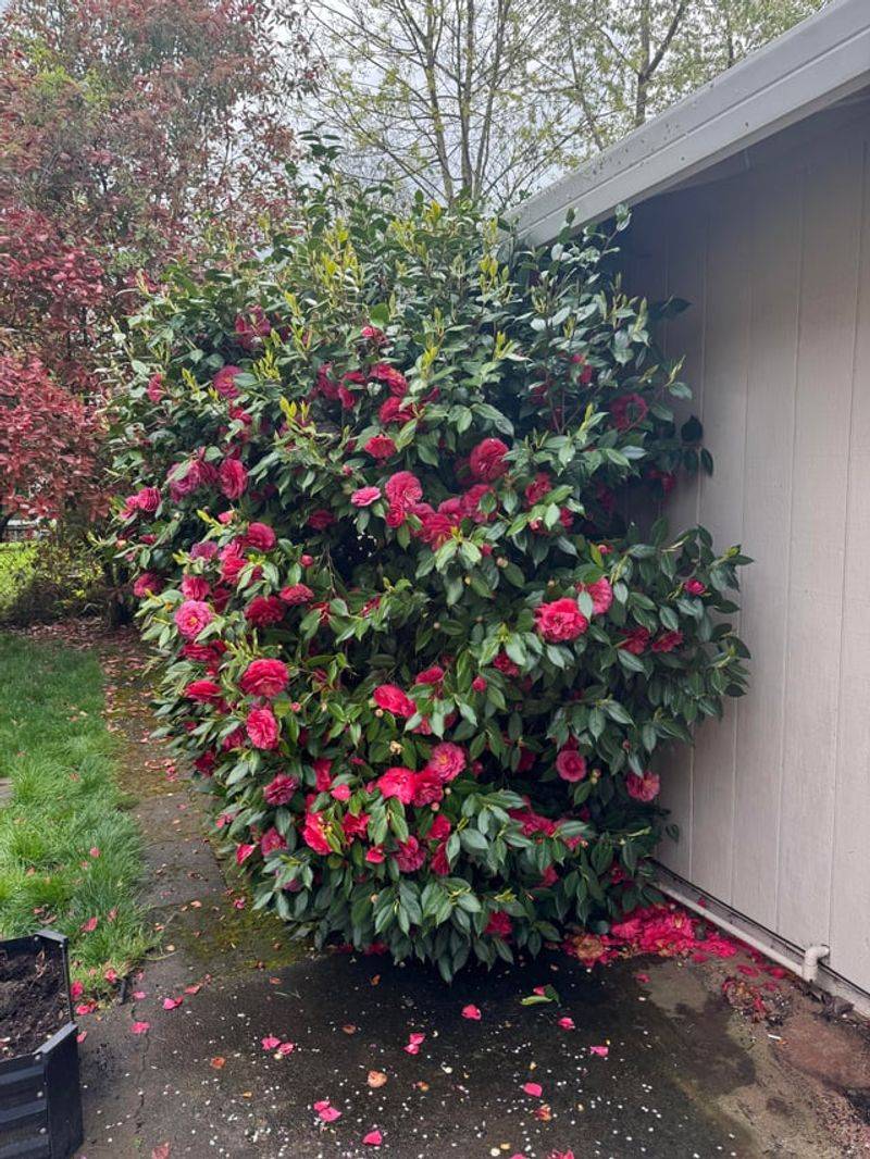 Camellia