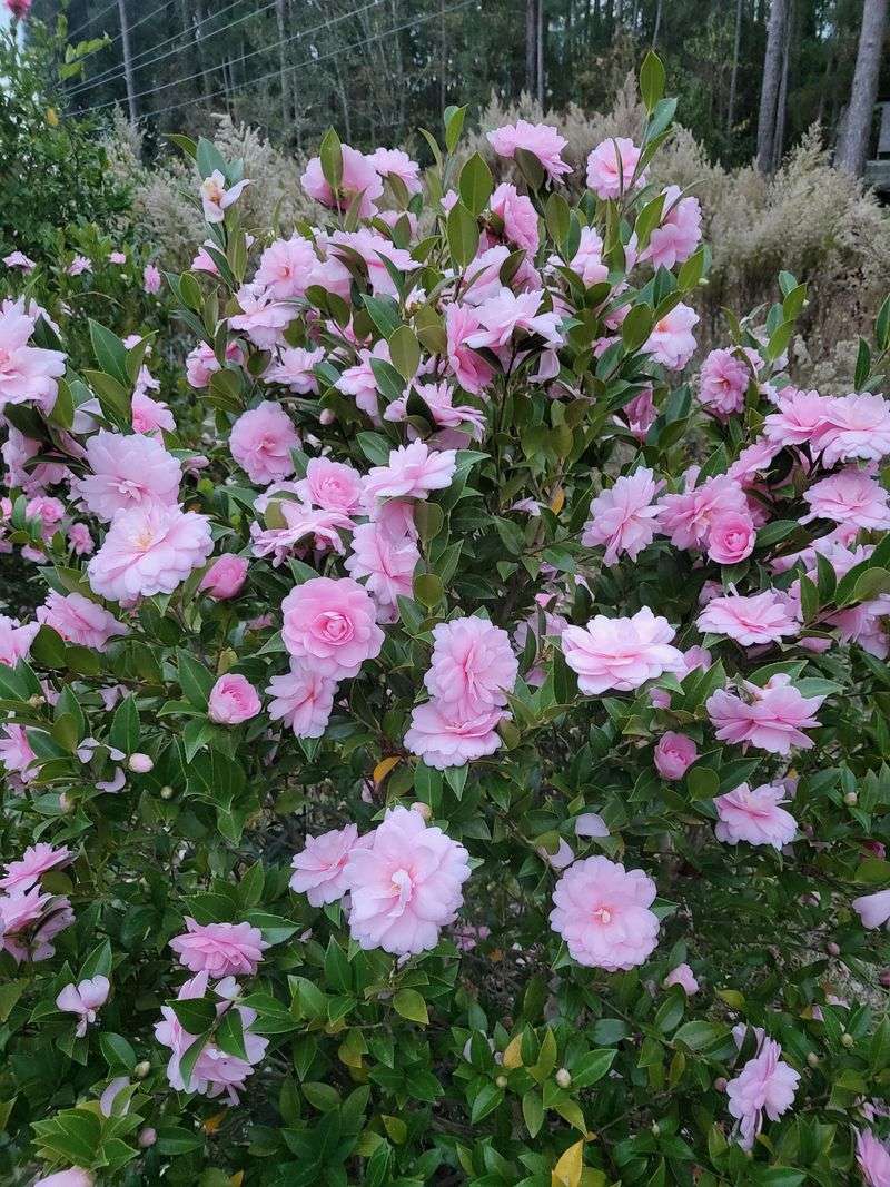 Camellia Actually Prefers This Time Of Year