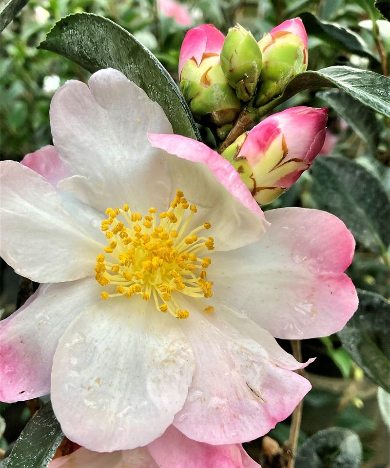 Camellia Is Just Getting Started Camellia Is Just Getting Started