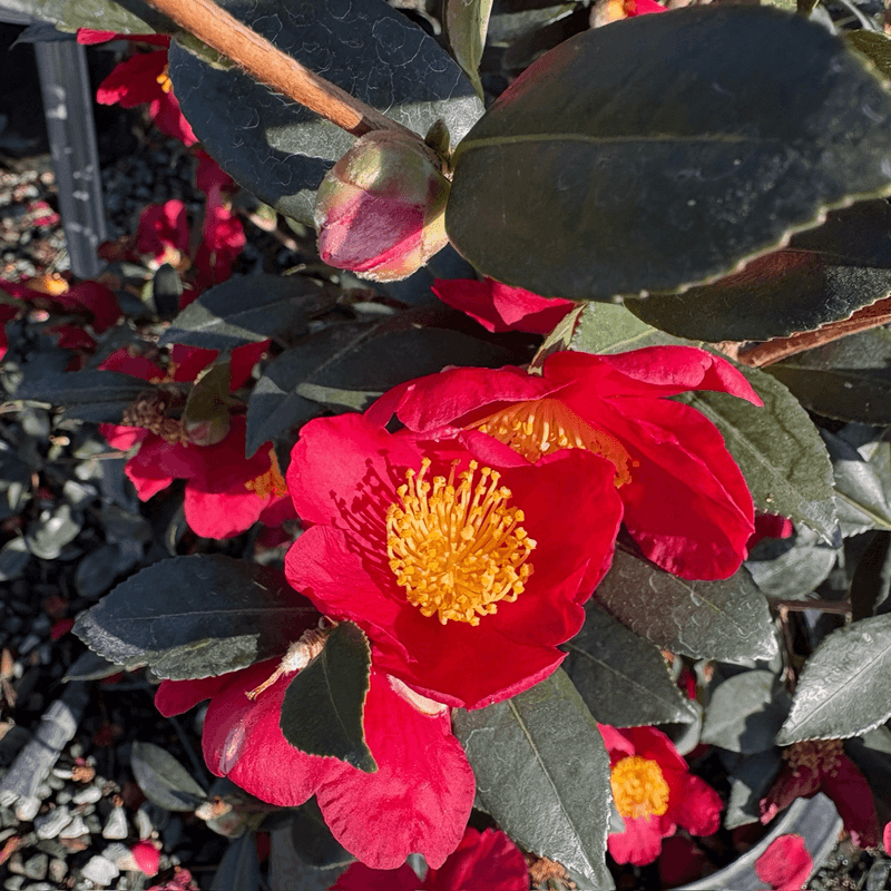 Camellia Sasanqua