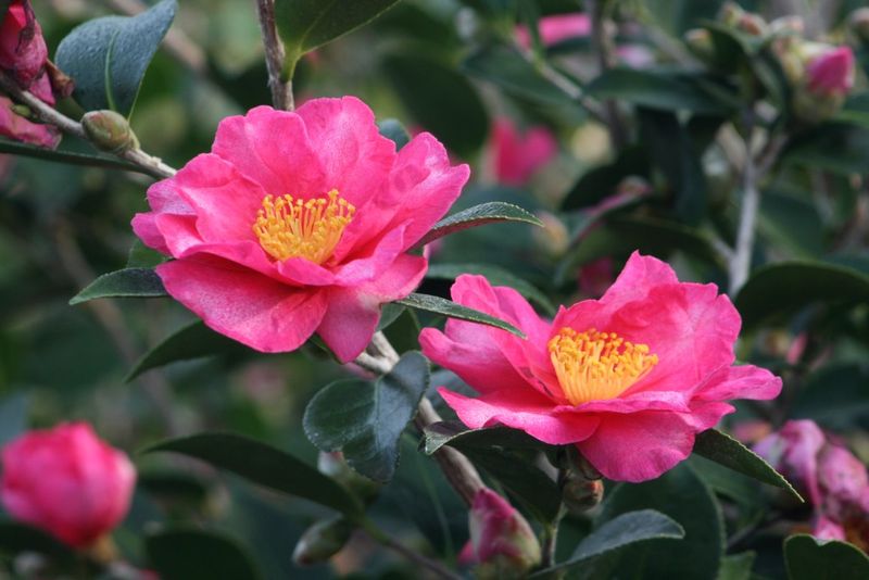 Camellia sasanqua Camellia sasanqua