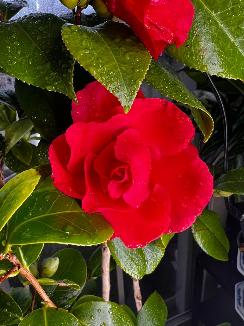 Camellia