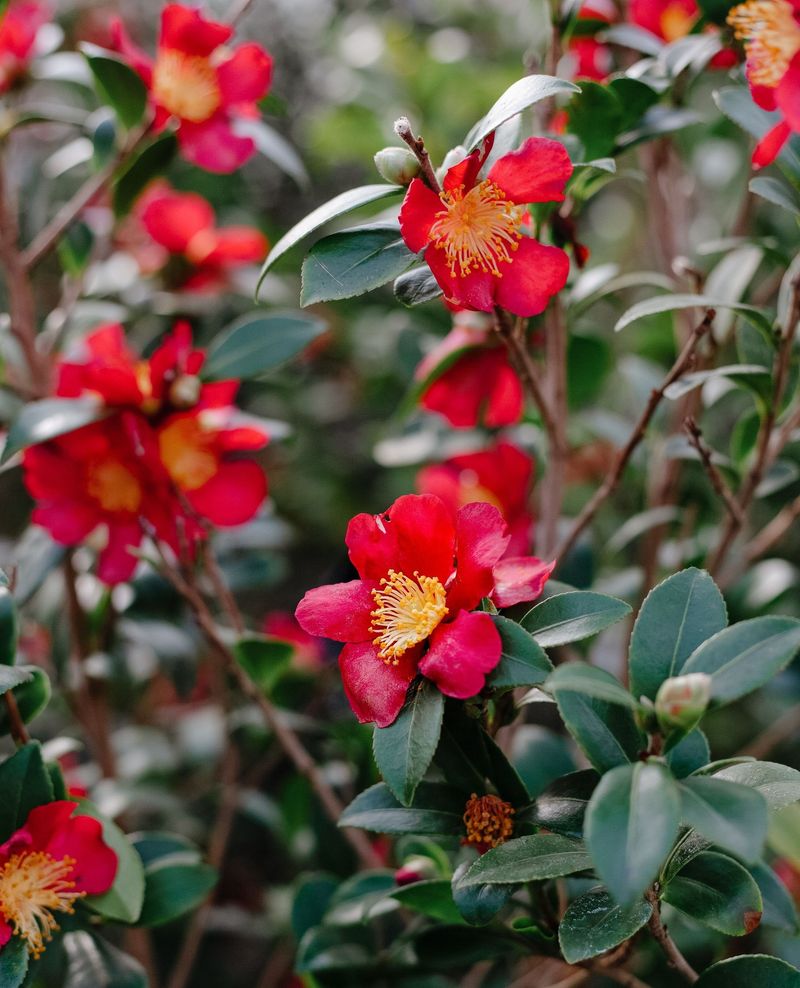 Camellias Are Better Left Without Another September Feeding Camellias Are Better Left Without Another September Feeding