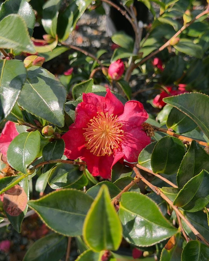 Camellias Are Loading Up For Winter Blooms Camellias Are Loading Up For Winter Blooms