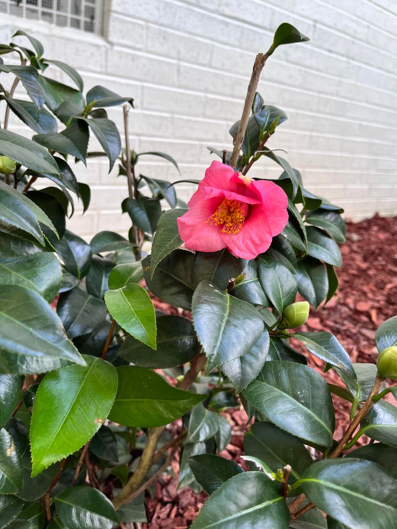 Camellias Form Flower Buds Well Before Blooming Begins Camellias Form Flower Buds Well Before Blooming Begins