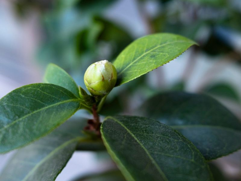 Camellias May Already Be Setting Flower Buds