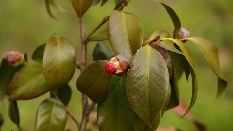Camellias Set Next Season Buds Right Now Camellias Set Next Season Buds Right Now