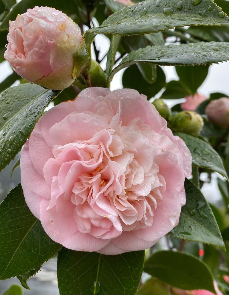 Camellias Camellias