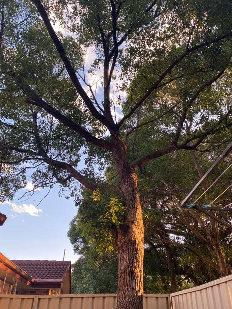 Camphor Tree Growing Too Fast