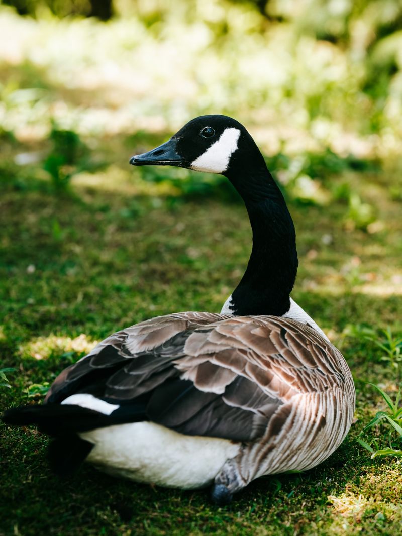 Canada Geese Gathering In Larger Groups